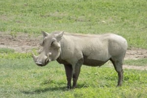 Arusha: Lake Manyara National Park Full-Day Safari