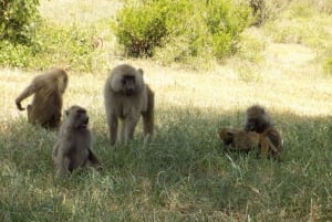 Arusha: Lake Manyara National Park Full-Day Safari