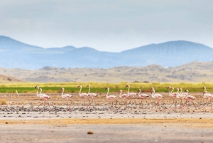 Arusha: Tour de 3 días al lago Natron con visita a una aldea masái