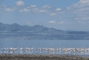 Arusha: Tour de 3 días al lago Natron con visita a una aldea masái