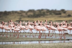 Arusha: Tour de 3 días al lago Natron con visita a una aldea masái