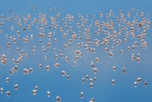 Arusha: Tour de 3 días al lago Natron con visita a una aldea masái