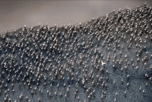 Arusha: Tour de 3 días al lago Natron con visita a una aldea masái