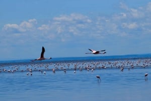 Arusha: Dagsutflykt till Natronsjön (promenad vid sjön och vandring till vattenfall)