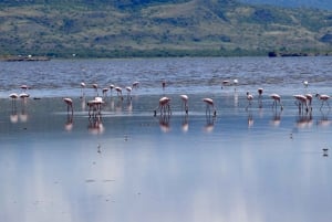 Arusha: Dagsutflykt till Natronsjön (promenad vid sjön och vandring till vattenfall)