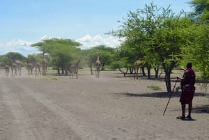 Arusha: Dagsutflykt till Natronsjön (promenad vid sjön och vandring till vattenfall)
