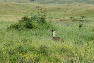 Arusha: Dagsutflykt till Natronsjön (promenad vid sjön och vandring till vattenfall)