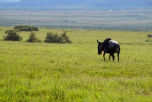 Arusha: Dagsutflykt till Natronsjön (promenad vid sjön och vandring till vattenfall)