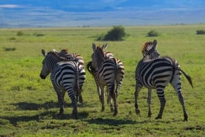 Arusha: Natron-järven päiväkierros (kävely järvellä ja vaellus vesiputoukselle)