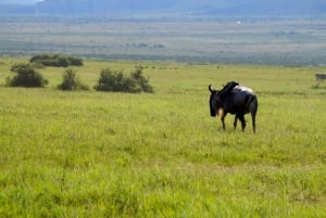 Arusha: Natron-järven päiväkierros (kävely järvellä ja vaellus vesiputoukselle)
