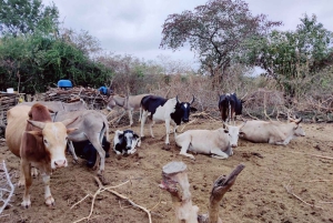 Arusha : excursion d'une journée au village masaï et à la faune sauvage