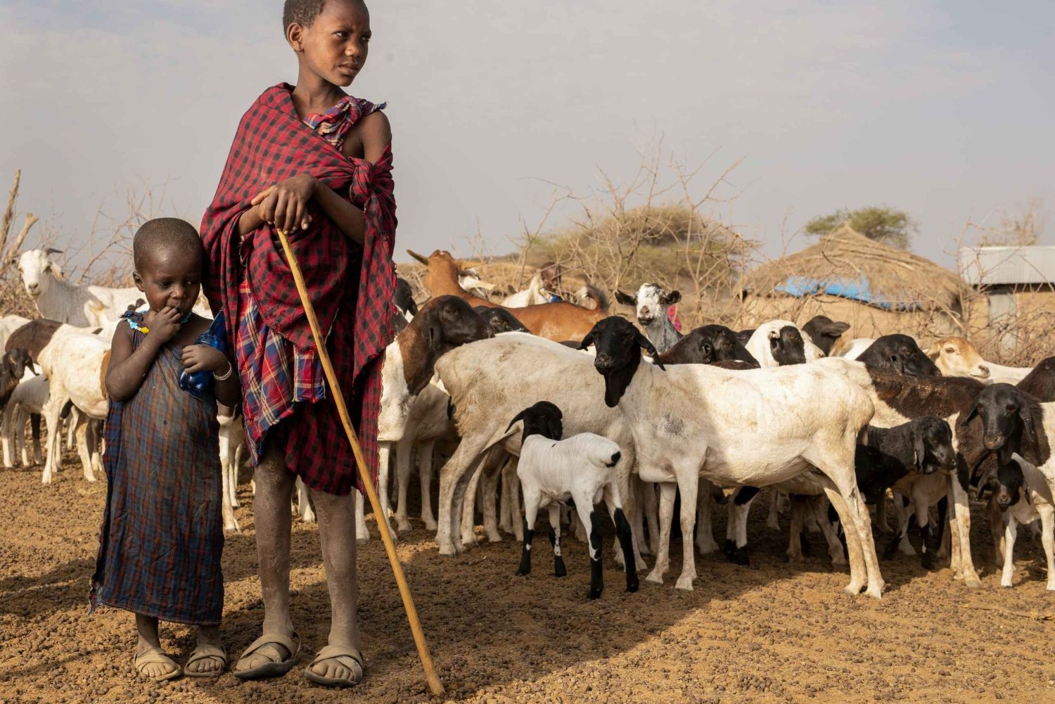 Arusha: 5 Day Big Five Tanzania Safari Adventure