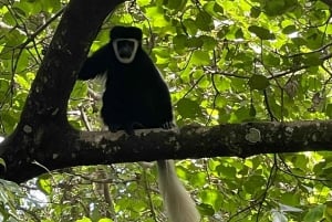 Arusha: Excursión al café Materuni con aguas termales y almuerzo