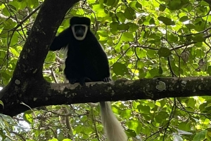 Arusha: Materuni Coffee Tour with Hot Springs and Lunch