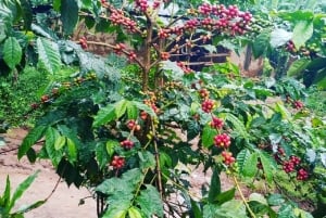 Arusha: Materuni Waterfalls, Coffee, and Hotsprings Tour