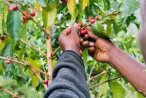 Arusha: ruta de senderismo a las cascadas de Materuni con almuerzo y café