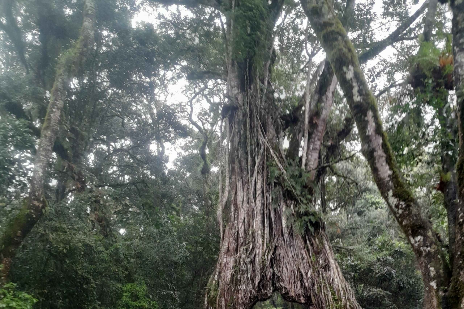 Arusha: Merun kahvitila, kuumat lähteet ja auringonlaskukierros