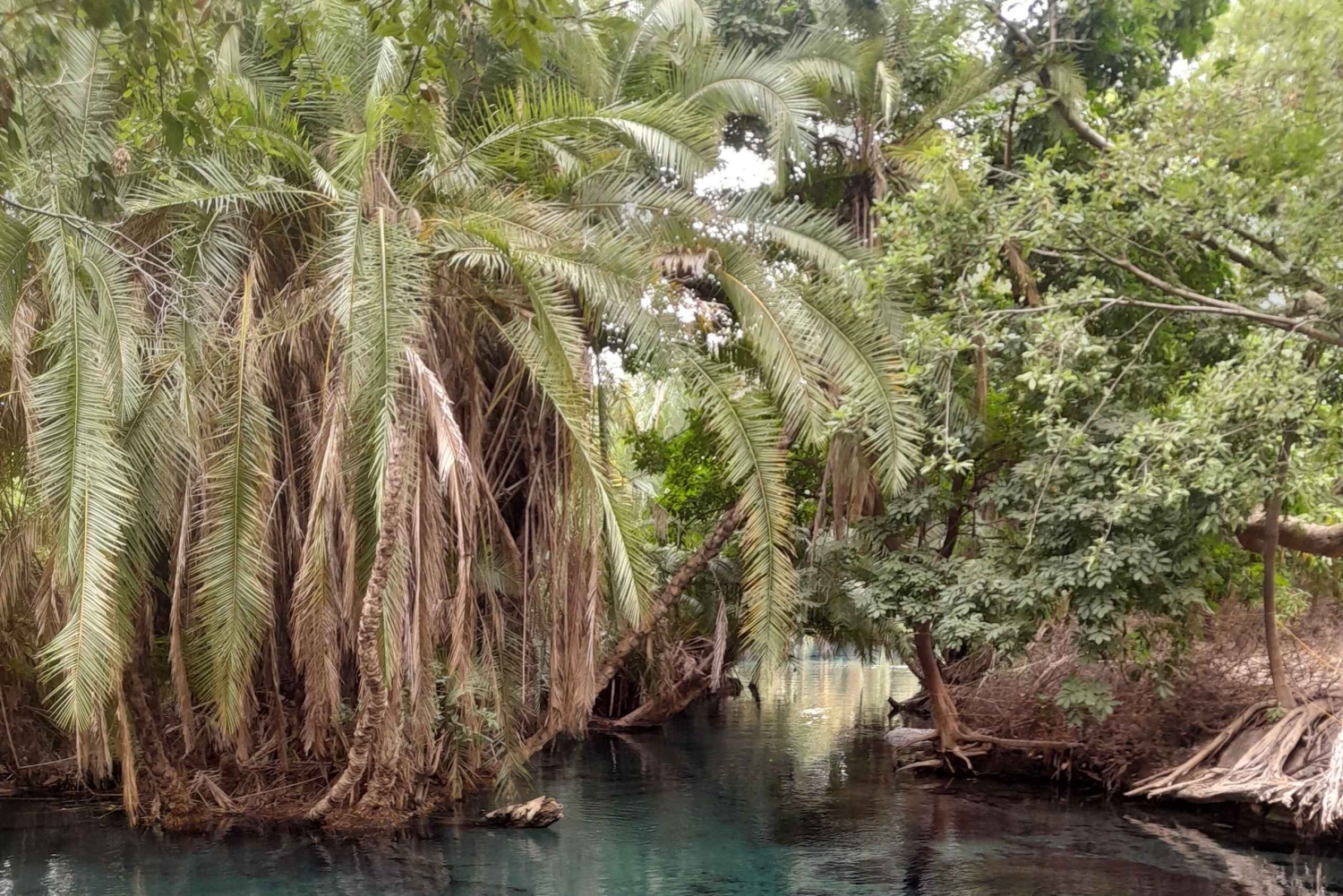 Arusha: Merun kahvitila, kuumat lähteet ja auringonlaskukierros