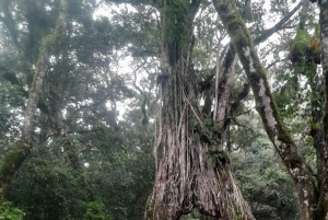Arusha: Merun kahvitila, kuumat lähteet ja auringonlaskukierros