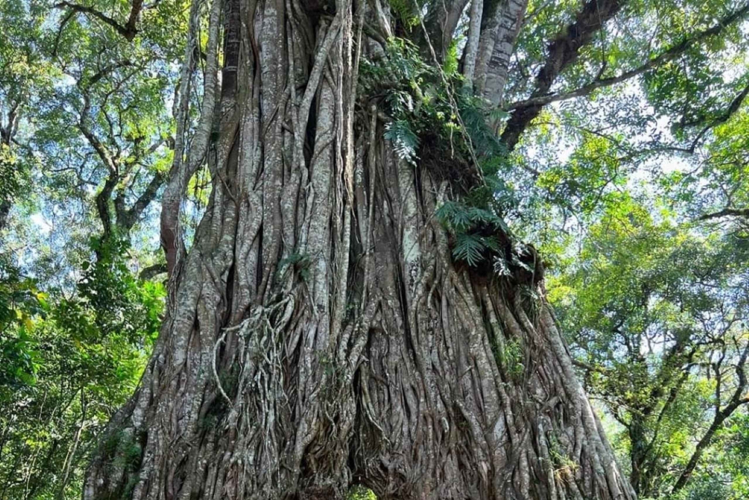 Arusha: Mount Meru Day Hike with Lunch and Transfers