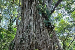 Arusha: Mount Meru Day Hike with Lunch and Transfers