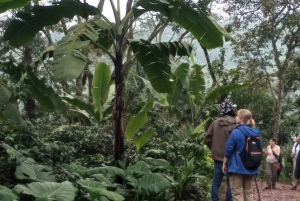 Arusha: Mount Meru Day Hike with Lunch and Transfers