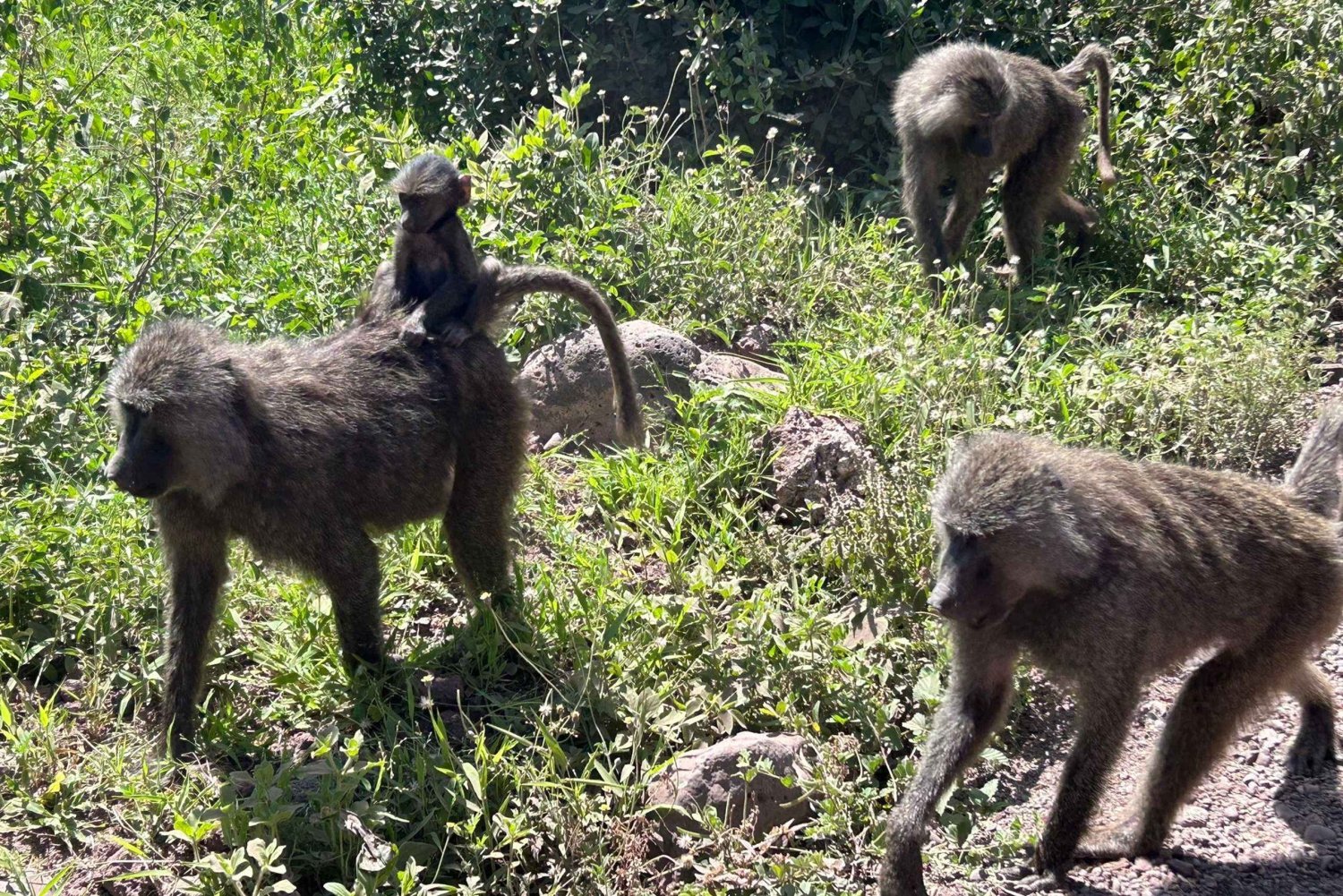 Arusha : Randonnée de jour au Mont Meru avec Ranger et déjeuner