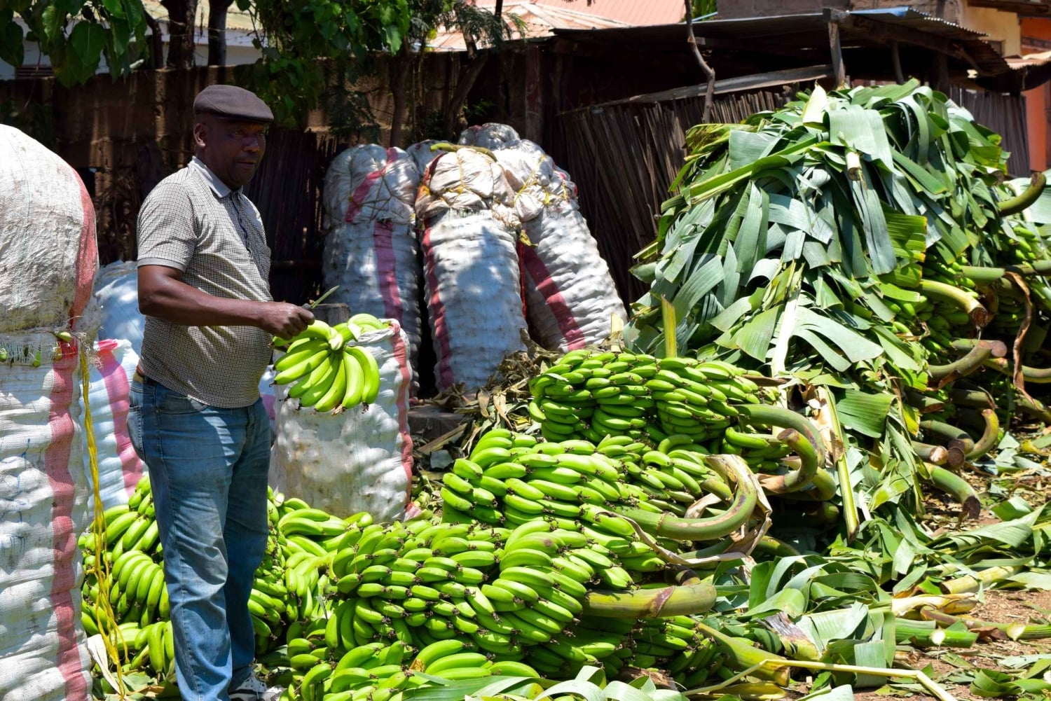 Arusha: Rundtur i landsbyen Mto wa Mbu, vandfald og Maasai Boma