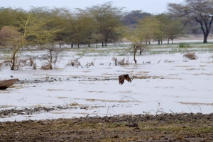 Arusha: Rundtur i landsbyen Mto wa Mbu, vandfald og Maasai Boma