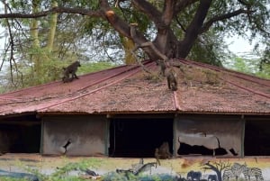 Arusha: Rundtur i landsbyen Mto wa Mbu, vandfald og Maasai Boma