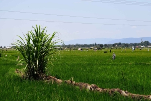 Arusha: Rundtur i landsbyen Mto wa Mbu, vandfald og Maasai Boma
