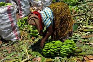 Arusha: Rundtur i landsbyen Mto wa Mbu, vandfald og Maasai Boma