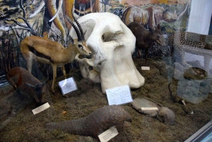 Arusha: tour guiado por el Museo de Historia Natural