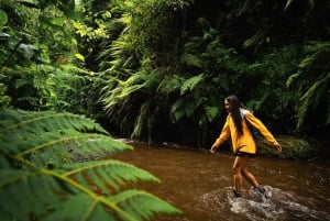 Arusha: Napuru Waterfall and Mount Meru Nature Walk