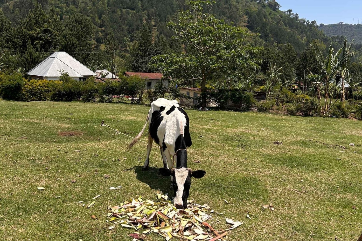 Arusha: Napuru-fossene - guidet fottur