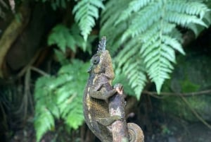 Arusha: Napuru-fossene - guidet fottur