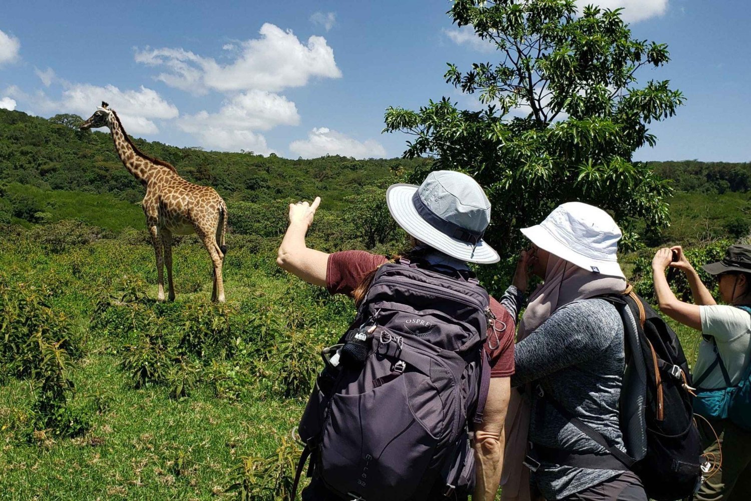 Arusha: dagtrip naar het nationale park met wandeltour