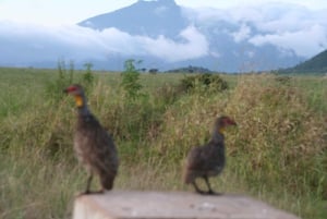 Excursión de un día al Parque Nacional de Arusha