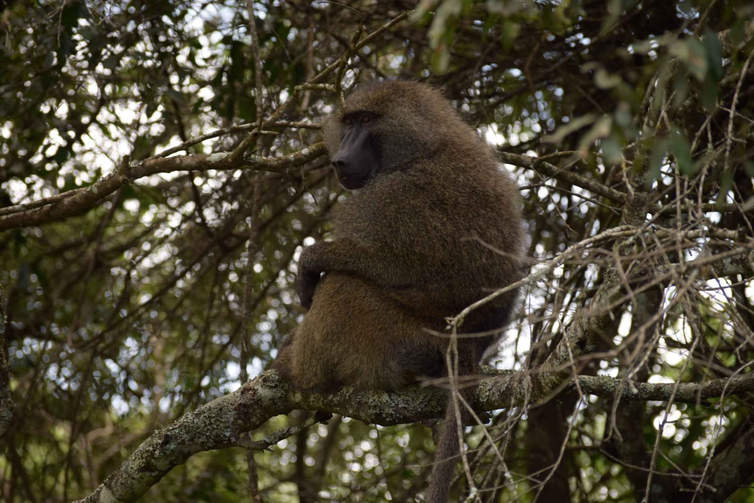 アルーシャ国立公園 1 日サファリ
