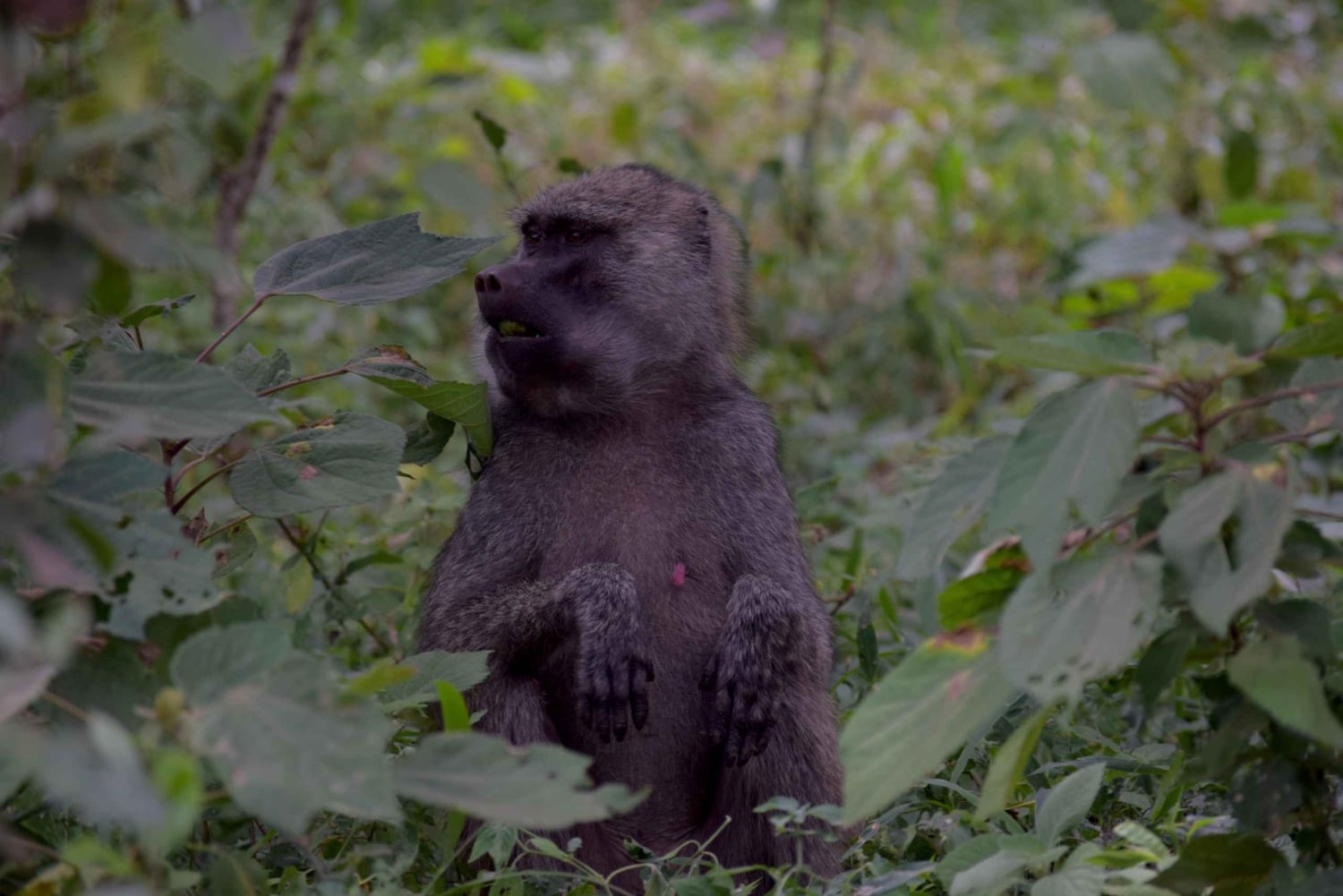 アルーシャ国立公園 1 日サファリ