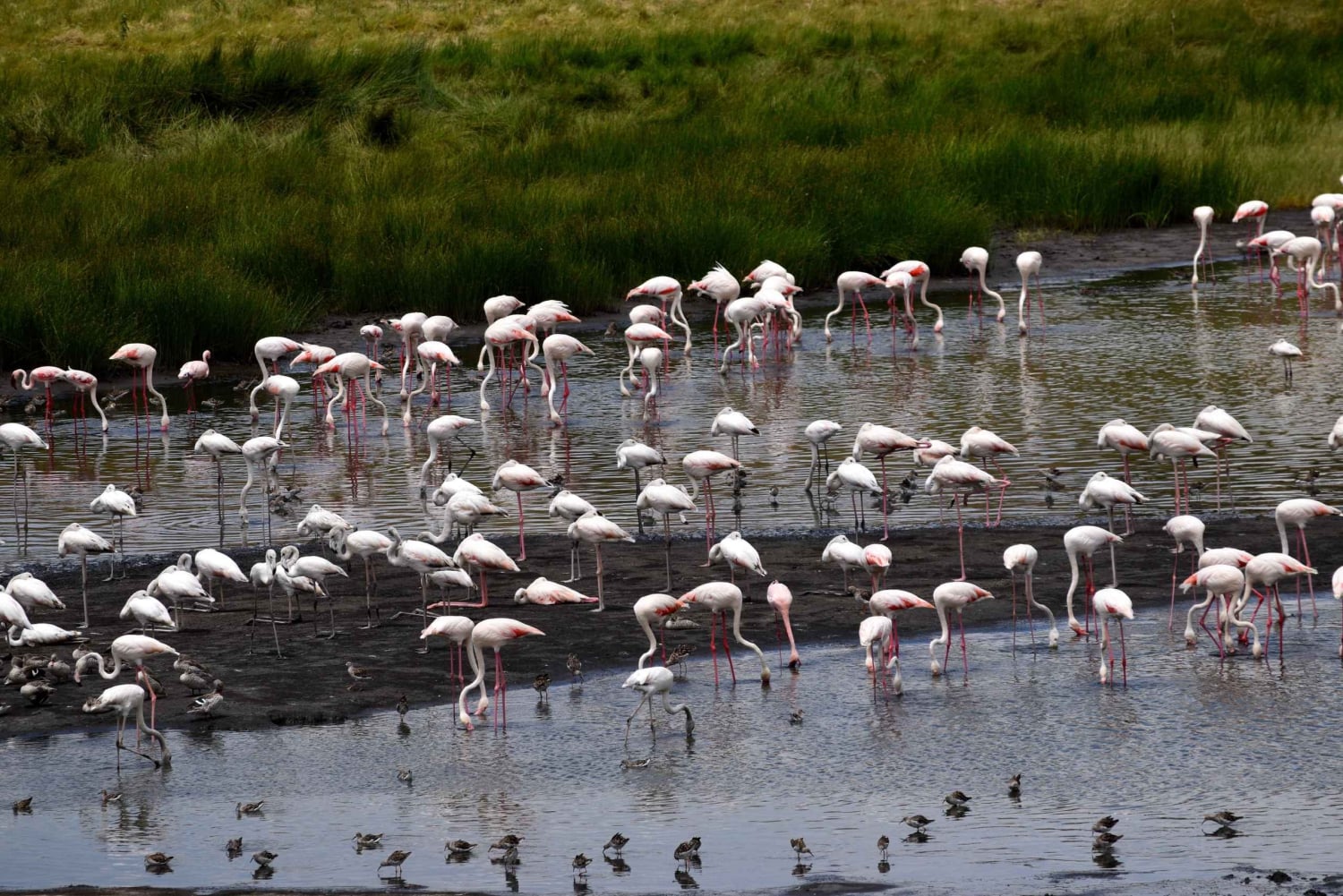 アルーシャ国立公園 1 日サファリ
