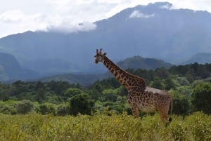 Arusha National Park Full-Day Safari