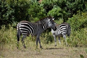Heldagssafari i Arusha nasjonalpark