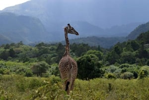 Arusha nationalpark heldagssafari