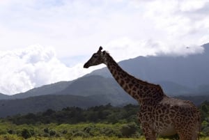 Arusha nationalpark heldagssafari