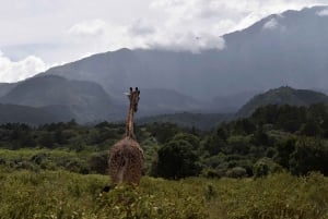 Safari de un día por el Parque Nacional de Arusha