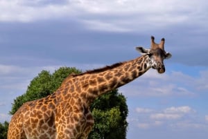 Arusha Nationaal Park meerdaagse safari