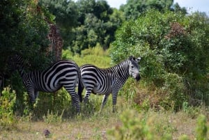Heldagssafari i Arusha nasjonalpark