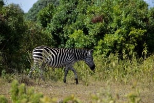 Safári de dia inteiro no Parque Nacional de Arusha