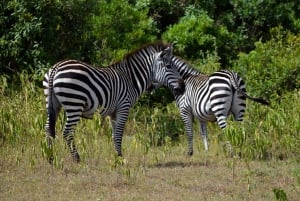 Heldags-safari i Arusha Nationalpark